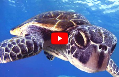 Bali---Bali-Sea-Turtle-Rescue---main---Video