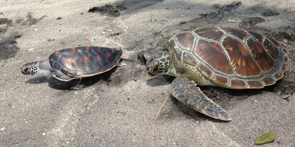 Bali - Bali Sea Turtle Rescue17