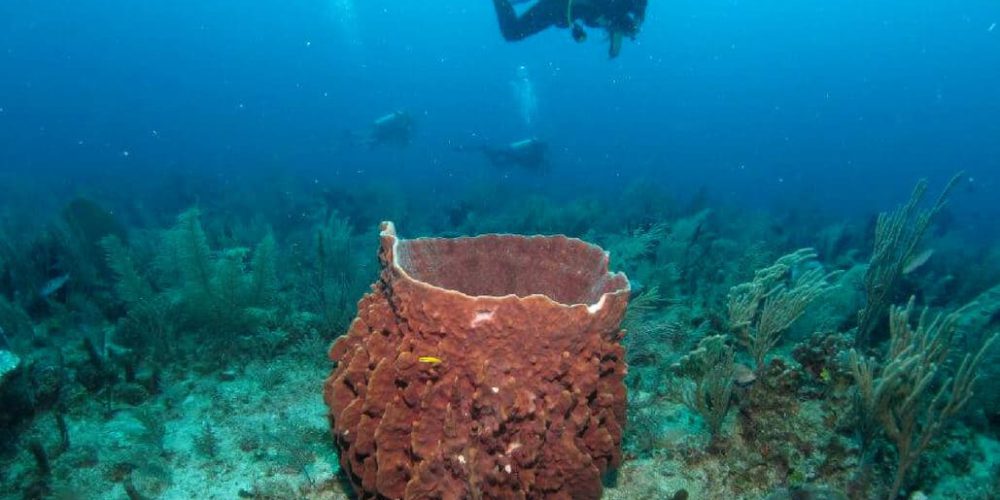 Belize - Private Island Marine Experience5