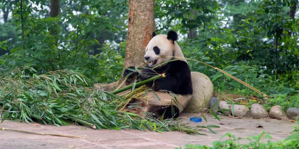 China - Family-Friendly Giant Panda Center10