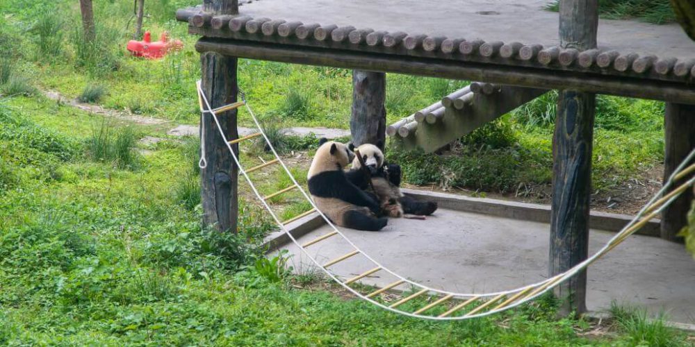 China - Family-Friendly Giant Panda Center9