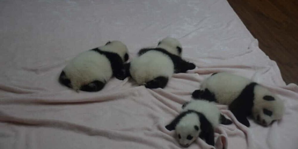 China - Giant Panda Center13