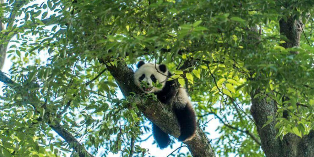 China - Giant Panda Center26