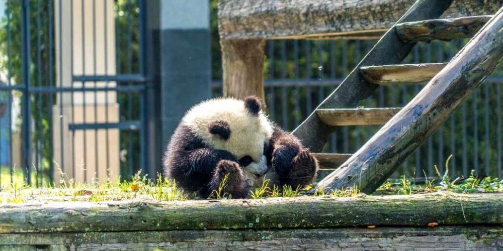 China - Giant Panda Center30