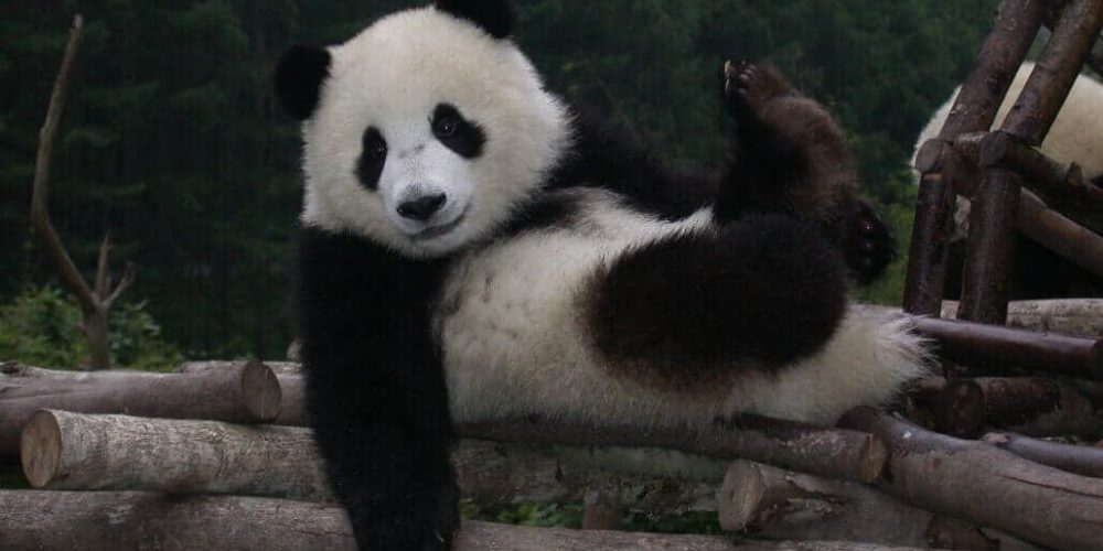 China - Giant Panda Center7