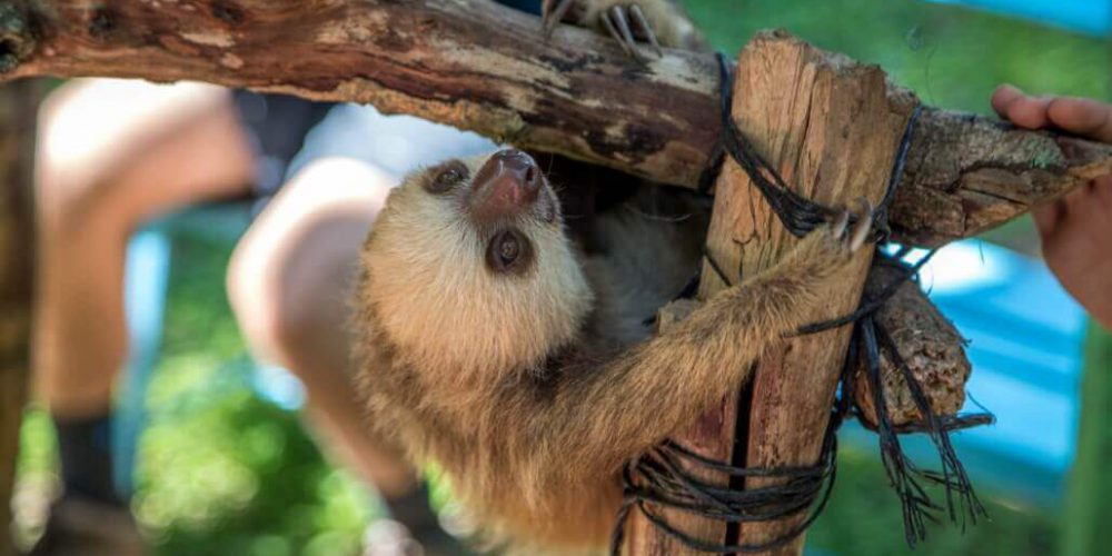 Costa Rica - Animal Rescue and Conservation7