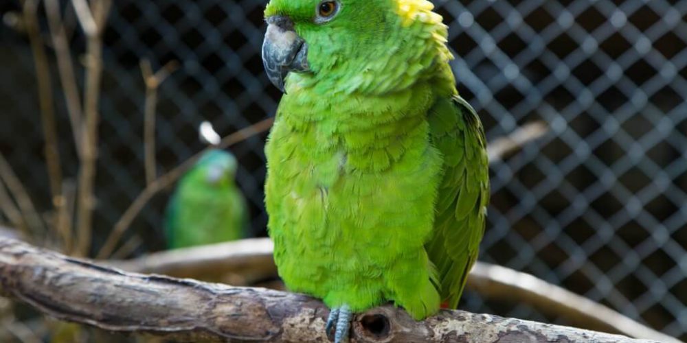 Costa Rica - Family-Friendly Animal Rescue and Conservation5