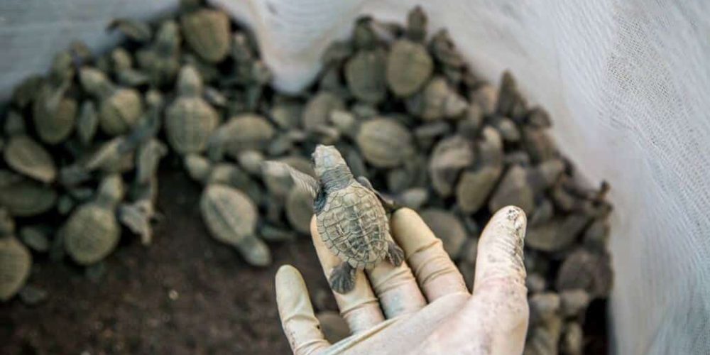 Costa Rica - Sea Turtle Conservation14