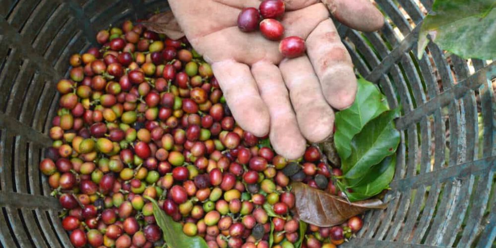 Costa Rica - Sustainable Organic Coffee Farming7