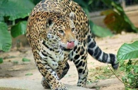 Costa-Rica-jaguar-research-and-conservation-main1