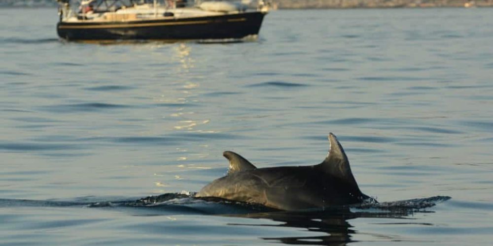 Croatia - Bottlenose Dolphin Conservation22