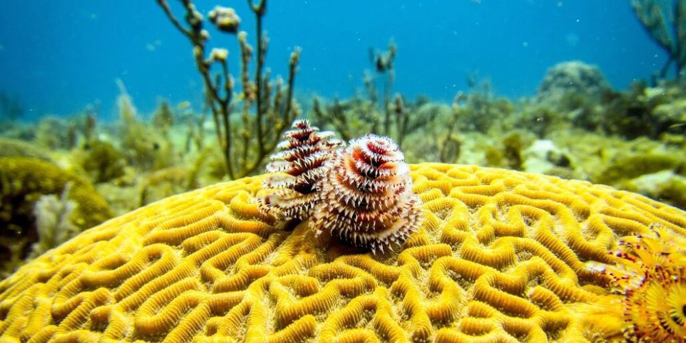 Cuba - Island Seaside Conservation2