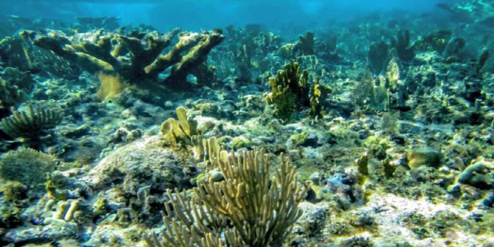 Cuba - Island Seaside Conservation30