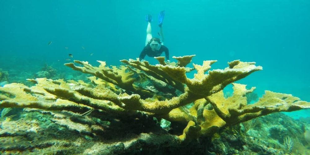 Cuba - Island Seaside Conservation34