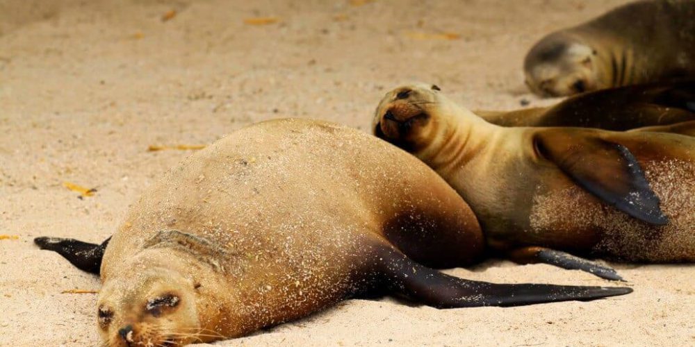 Ecuador - Giant Tortoise and Sea Turtle Conservation in the Galápagos14