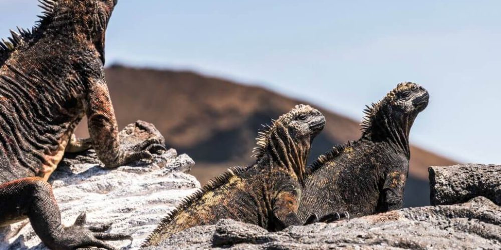 Ecuador - Giant Tortoise and Sea Turtle Conservation in the Galápagos15