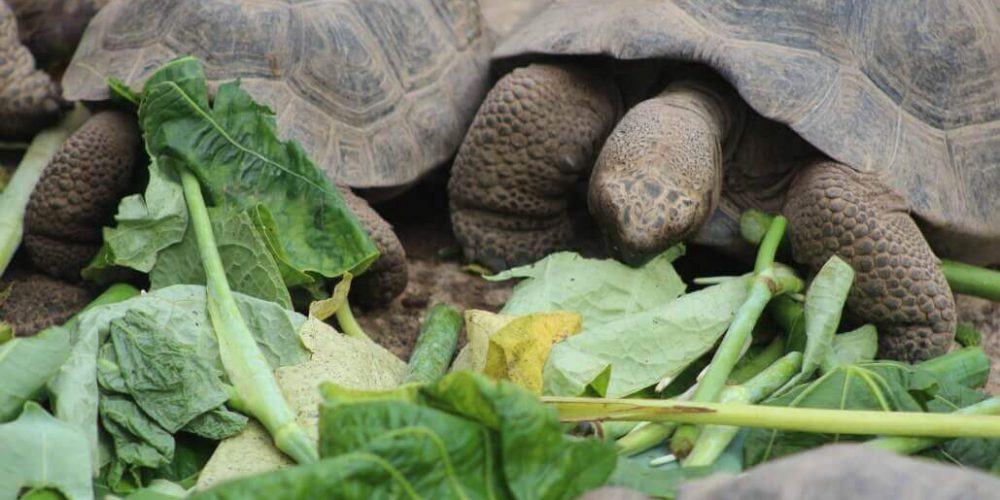 Ecuador - Giant Tortoise and Sea Turtle Conservation in the Galápagos23