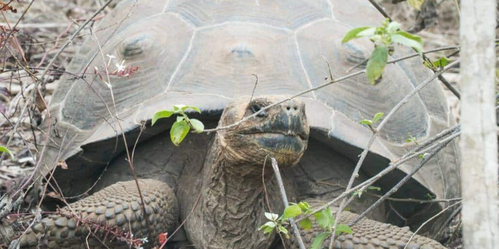 Ecuador - Giant Tortoise and Sea Turtle Conservation in the Galápagos25