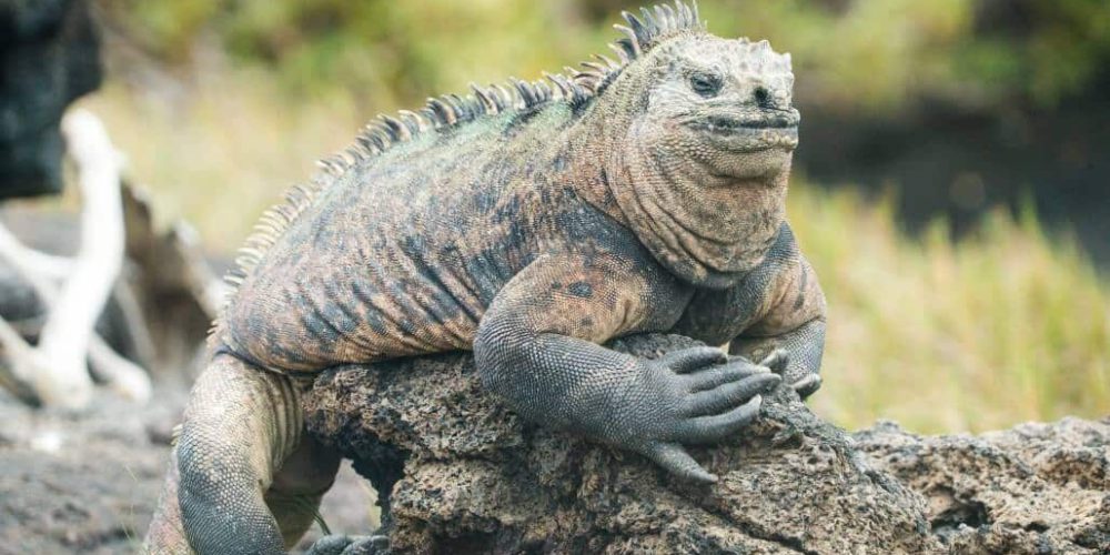 Ecuador - Giant Tortoise and Sea Turtle Conservation in the Galápagos27