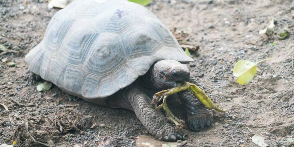 Ecuador - Giant Tortoise and Sea Turtle Conservation in the Galápagos31