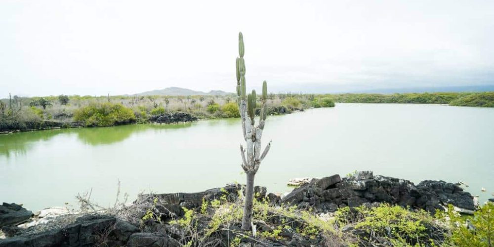 Ecuador - Giant Tortoise and Sea Turtle Conservation in the Galápagos32