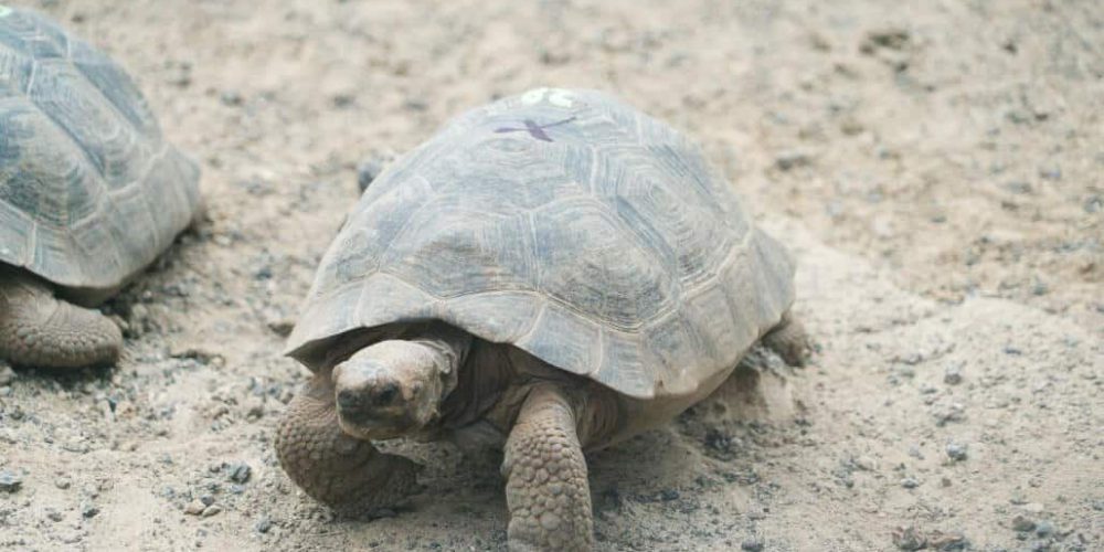 Ecuador - Giant Tortoise and Sea Turtle Conservation in the Galápagos33