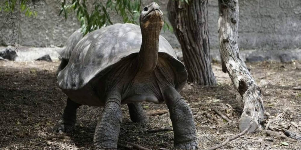 Ecuador - Giant Tortoise and Sea Turtle Conservation in the Galápagos36