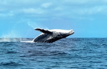 Ecuador---Humpback-Whale-Conservation---main---1