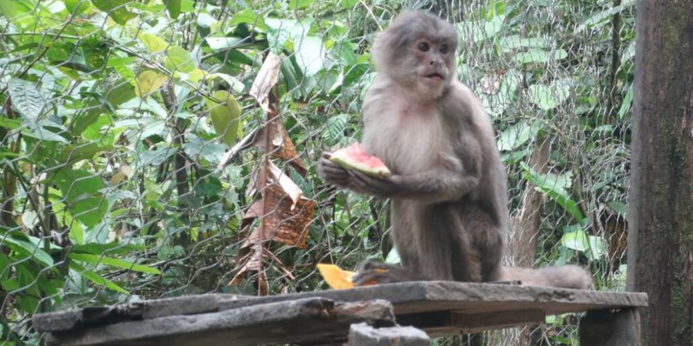 Ecuador - Rainforest Monkey Sanctuary6