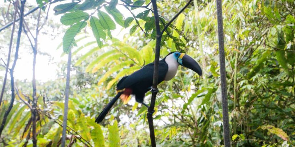 Ecuador - Wild Animal Rescue Shelter14