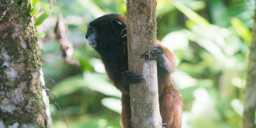 Ecuador - Wild Animal Rescue Shelter16