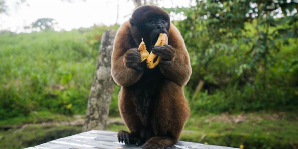 Ecuador - Wild Animal Rescue Shelter21