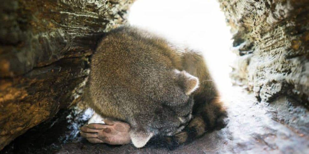 Ecuador - Wild Animal Rescue Shelter24