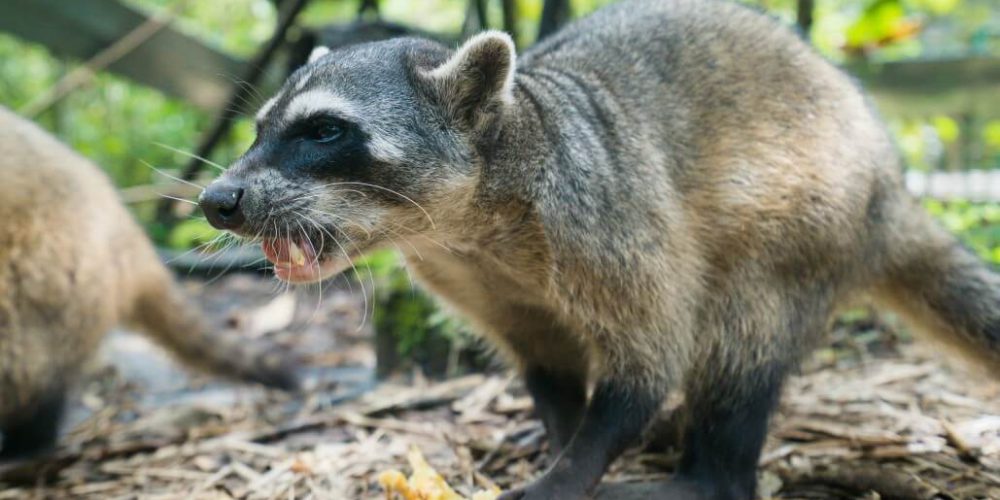 Ecuador - Wild Animal Rescue Shelter25