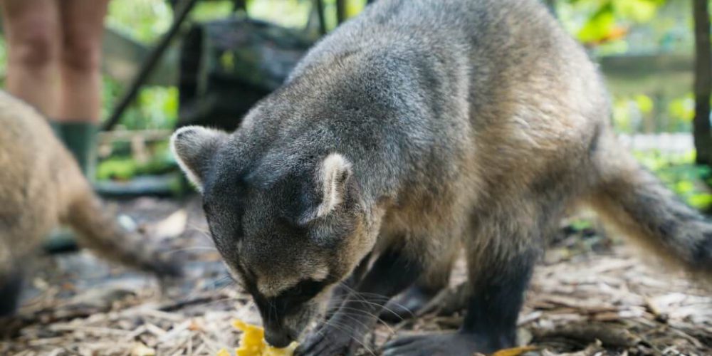 Ecuador - Wild Animal Rescue Shelter26