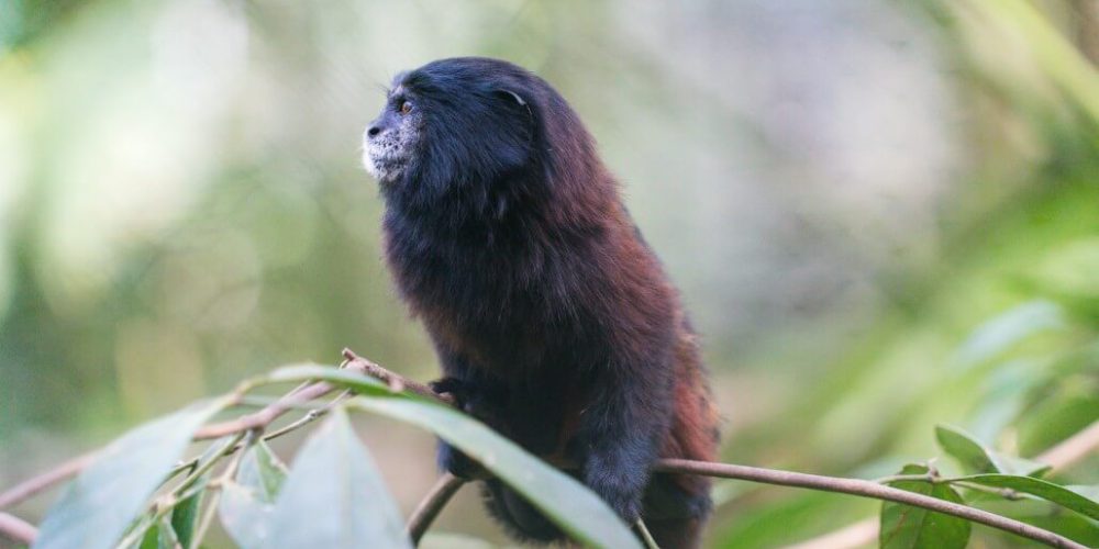 Ecuador - Wild Animal Rescue Shelter27