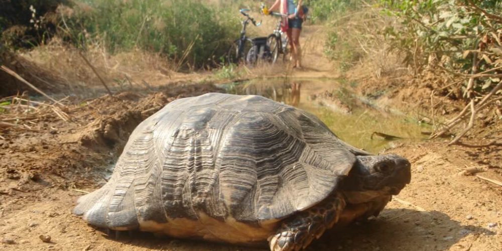 Greece - Mediterranean Sea Turtle Conservation15