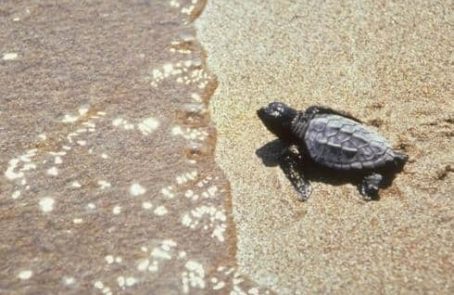 Greece-sea-turtle-conservation-main1