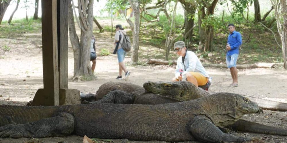 Indonesia - Komodo Dragon Conservation11