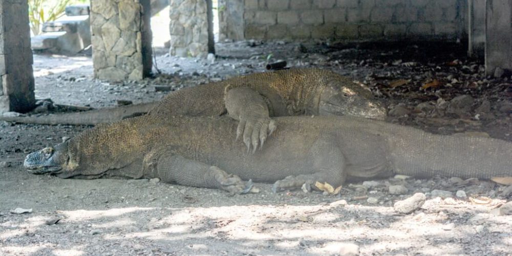 Indonesia - Komodo Dragon Conservation13