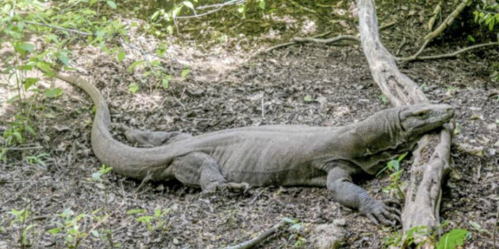 Indonesia - Komodo Dragon Conservation15