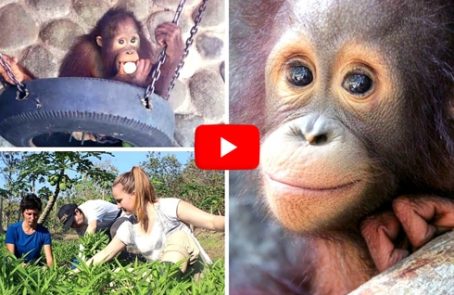 Indonesia---Orangutan-and-Wildlife-Rescue-Center---main---Video