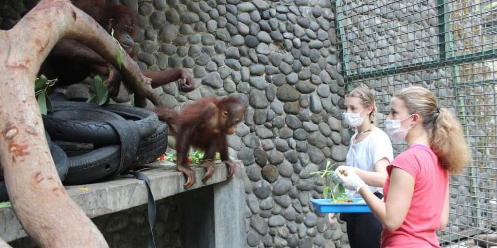 Indonesia - Orangutan and Wildlife Rescue Center33