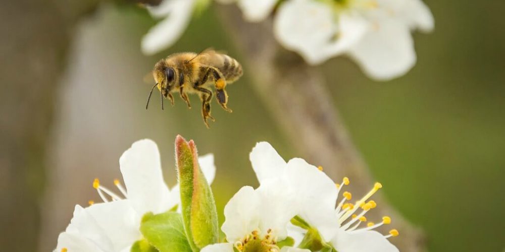 Ireland - Under 18 Bees and Biodiversity Conservation5