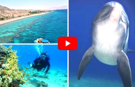 Israel---Coral-Reef-Conservation---main---Video