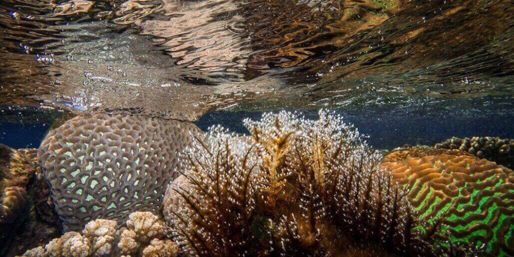 Israel - Coral Reef Conservation13