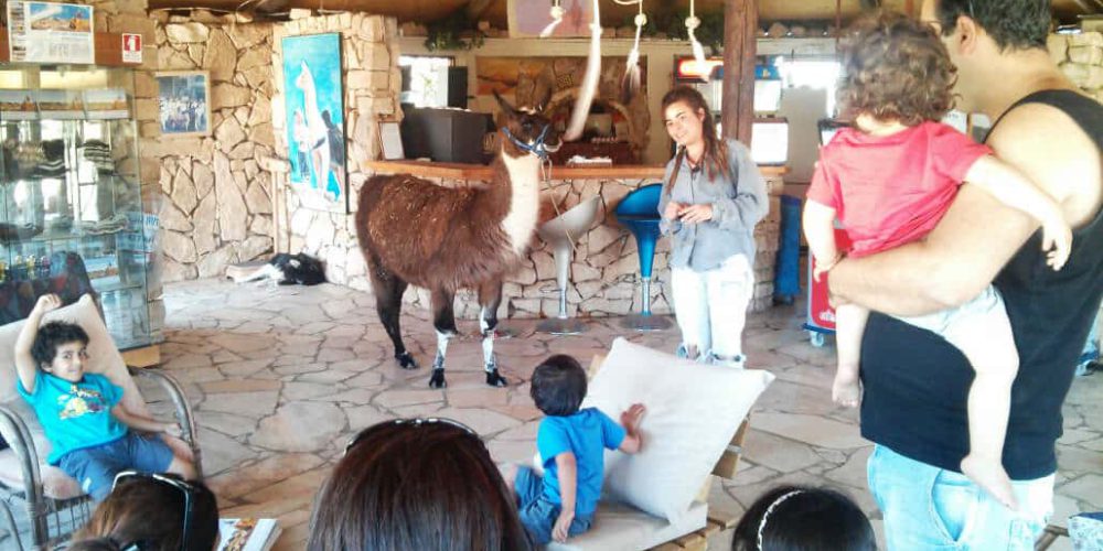 Israel - Desert Alpaca Farm12