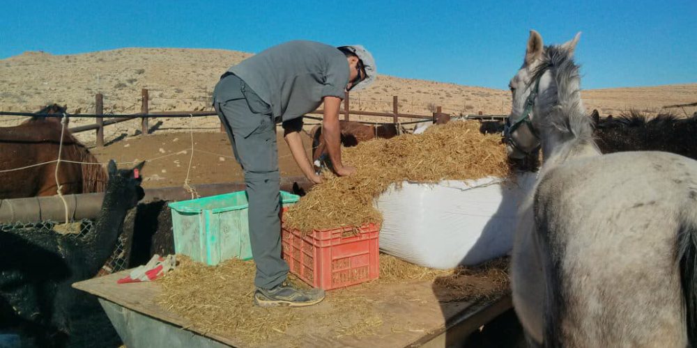 Israel - Desert Alpaca Farm13