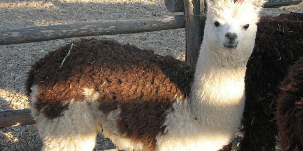 Israel - Desert Alpaca Farm17