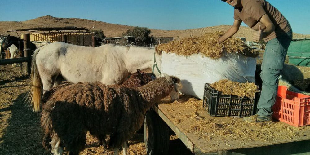 Israel - Desert Alpaca Farm22